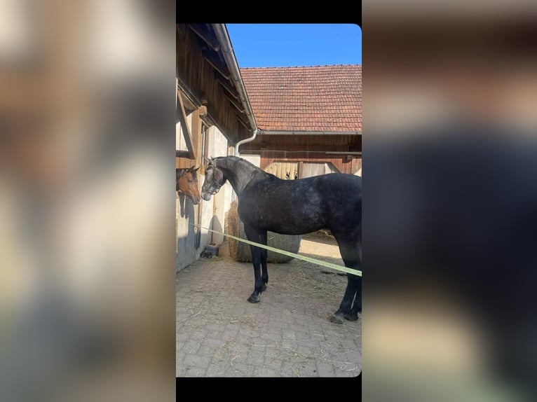 Koń holsztyński Klacz 4 lat 170 cm Karosiwa in St. Stefan im Rosental