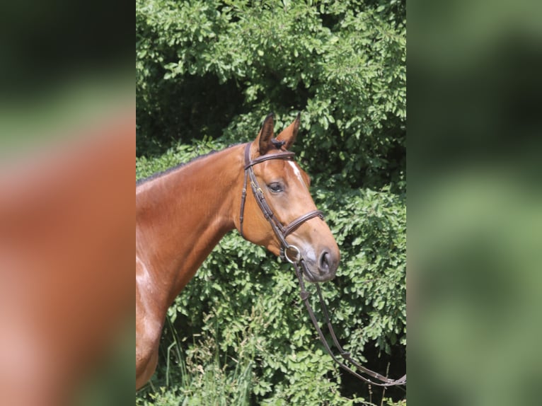 Koń holsztyński Klacz 4 lat 171 cm Gniada in Erharting
