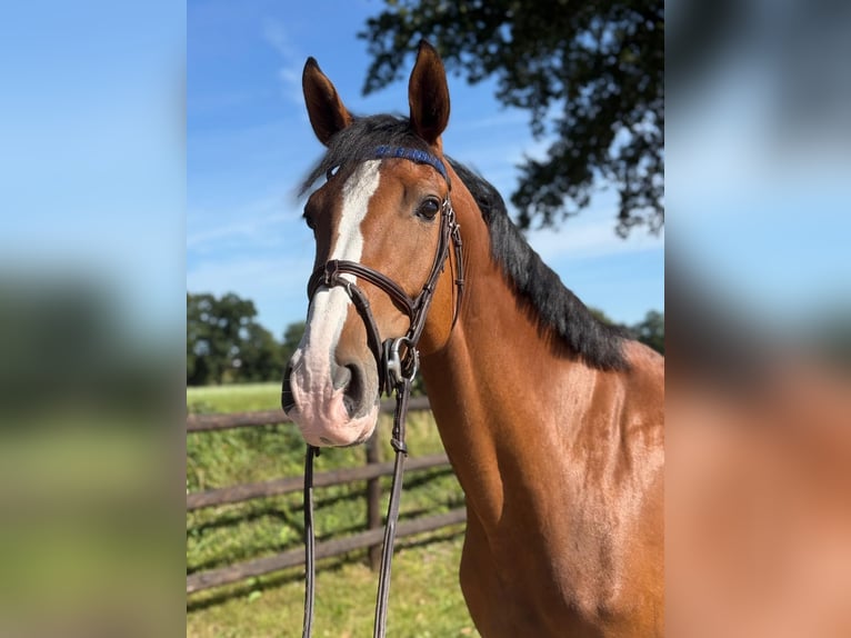 Koń holsztyński Klacz 4 lat 172 cm Gniada in EllerhoopEllerhoop