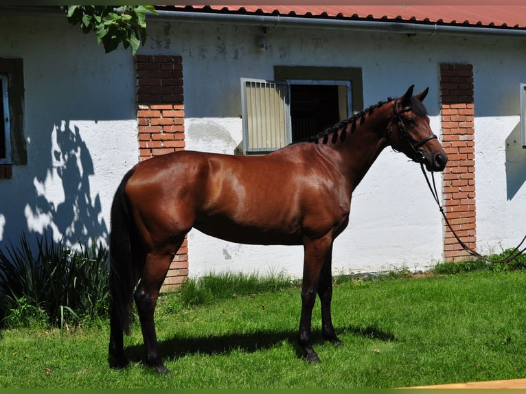 Koń holsztyński Klacz 4 lat 172 cm Gniada in Schattendorf