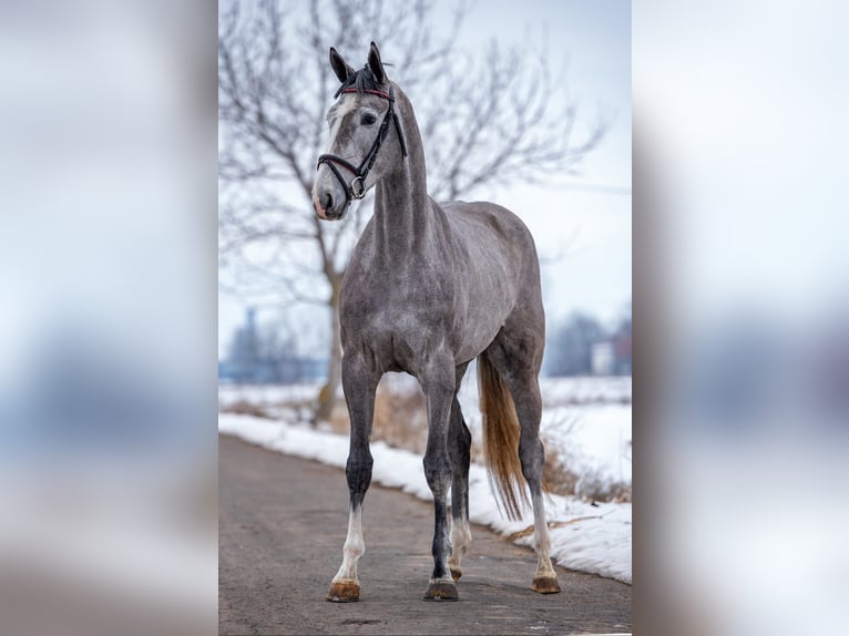 Koń holsztyński Klacz 4 lat 172 cm Siwa in Orosháza