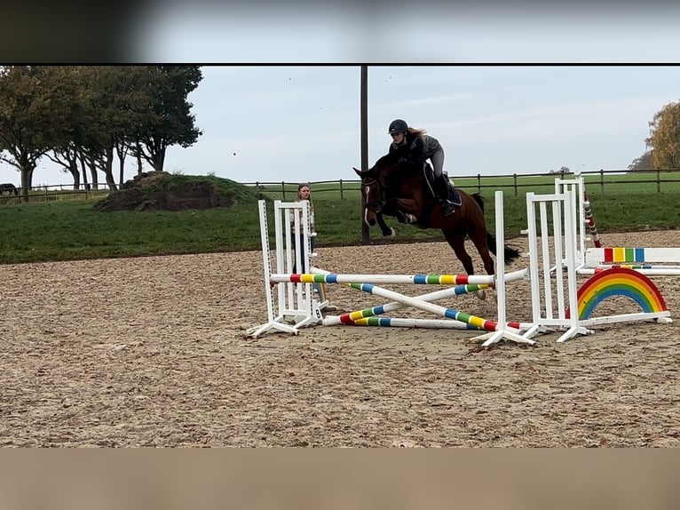 Koń holsztyński Klacz 5 lat 155 cm Gniada in Kutenholz