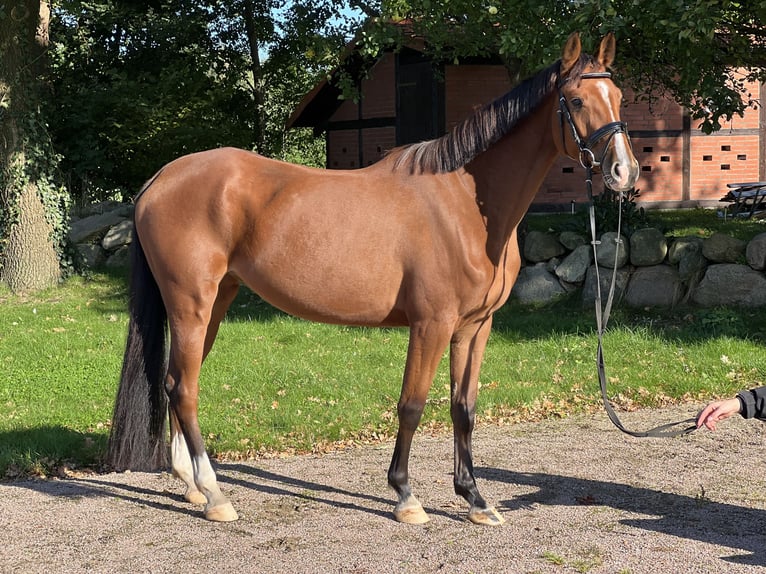 Koń holsztyński Klacz 5 lat 155 cm Gniada in Kutenholz