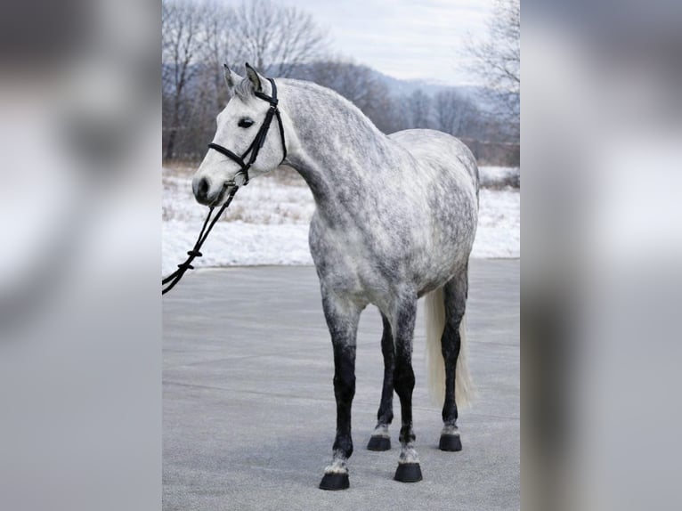 Koń holsztyński Klacz 5 lat 158 cm Siwa in Békéscsaba