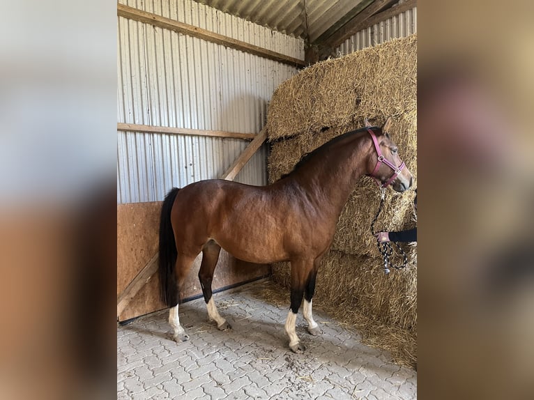 Koń holsztyński Klacz 5 lat 160 cm Gniada in Oldsum