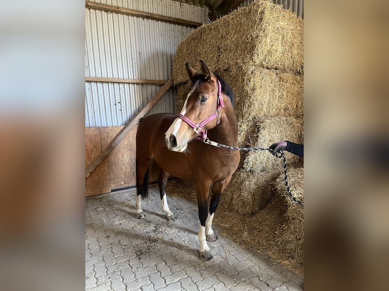Koń holsztyński Klacz 5 lat 160 cm Gniada in Oldsum