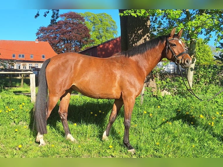 Koń holsztyński Klacz 5 lat 162 cm Gniada in Mohrkirch