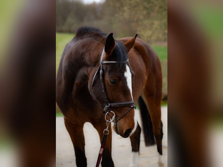 Koń holsztyński Klacz 5 lat 163 cm Gniada in Idstein
