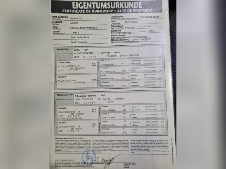 Koń holsztyński Klacz 5 lat 165 cm Ciemnogniada in Jevenstedt