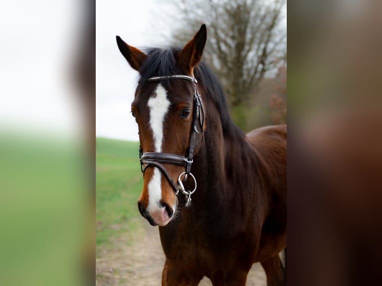 Koń holsztyński Klacz 5 lat 165 cm Gniada in Idstein