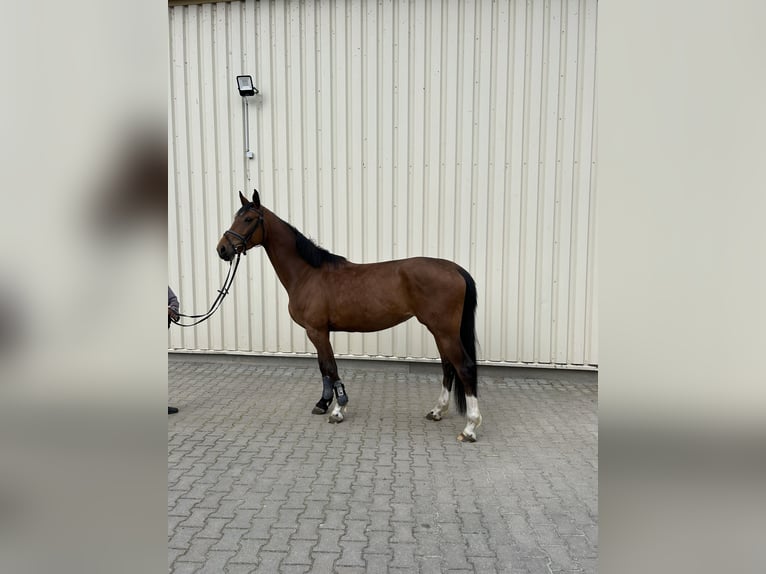 Koń holsztyński Klacz 5 lat 165 cm Gniada in Muldestausee