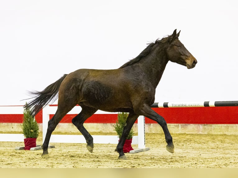 Koń holsztyński Klacz 5 lat 166 cm Ciemnogniada in Waddinxveen