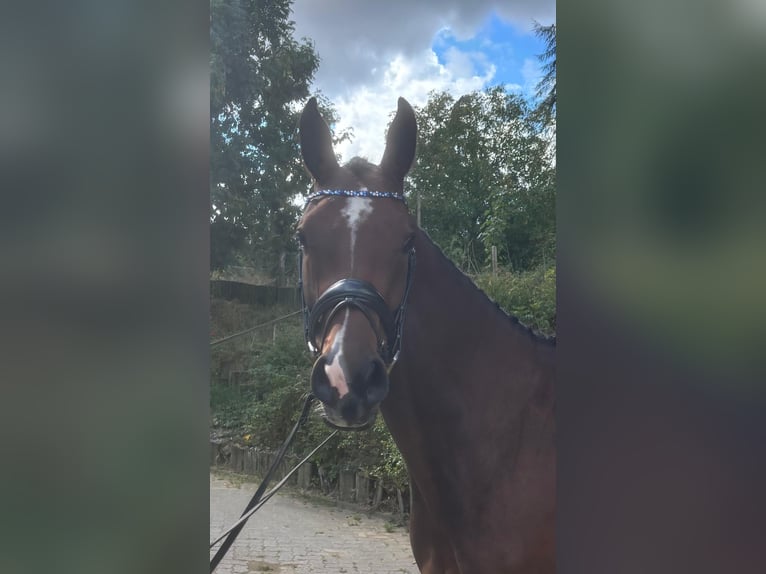 Koń holsztyński Klacz 5 lat 167 cm Gniada in Munster