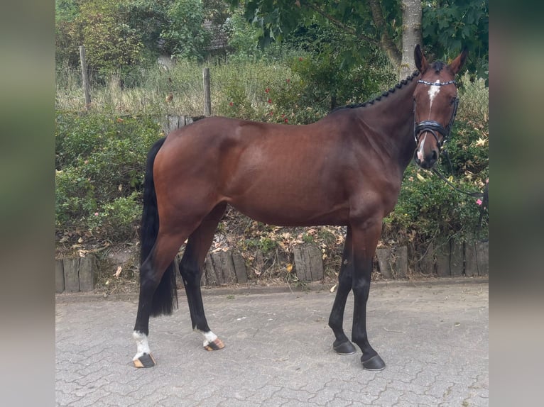 Koń holsztyński Klacz 5 lat 167 cm Gniada in Munster
