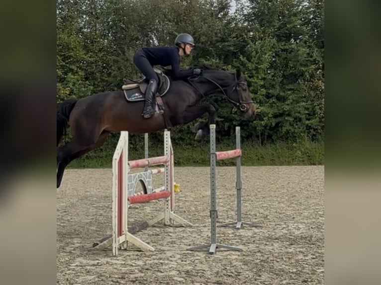 Koń holsztyński Klacz 5 lat 167 cm Kara in Schulendorf