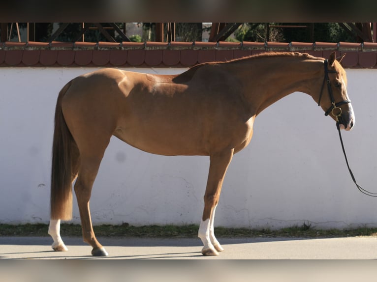 Koń holsztyński Klacz 5 lat 167 cm Kasztanowata in Jettingen-Scheppach