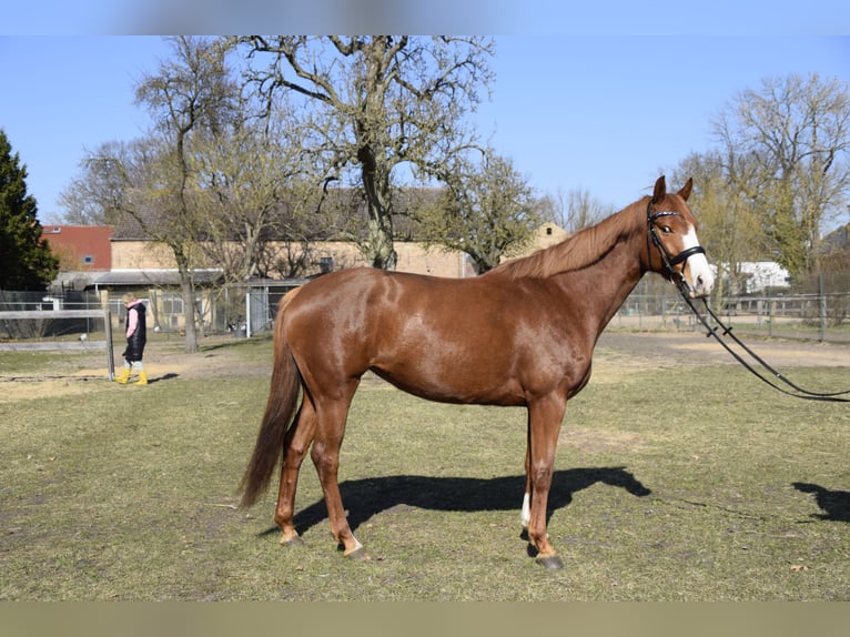Koń holsztyński Klacz 5 lat 167 cm Kasztanowata in Löwenberger Land