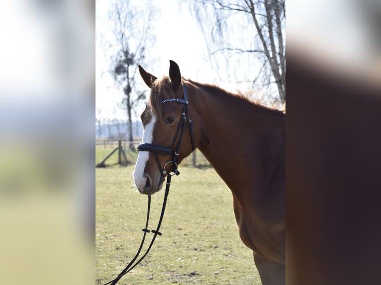 Koń holsztyński Klacz 5 lat 167 cm Kasztanowata in Löwenberger Land