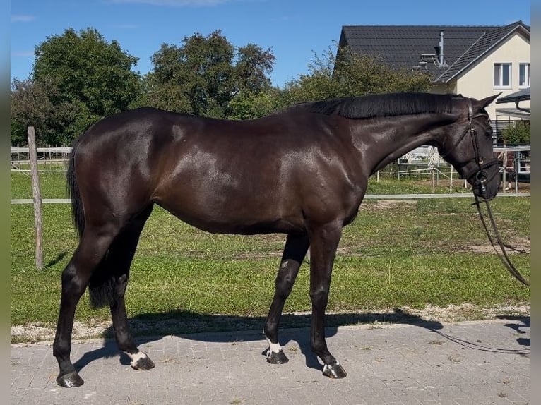 Koń holsztyński Klacz 5 lat 168 cm Kara in Meißenheim