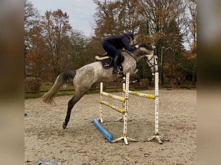 Koń holsztyński Klacz 5 lat 168 cm Siwa jabłkowita in BorstelBorstel