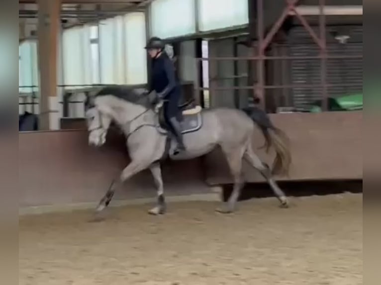 Koń holsztyński Klacz 5 lat 168 cm Siwa jabłkowita in Kevelaer