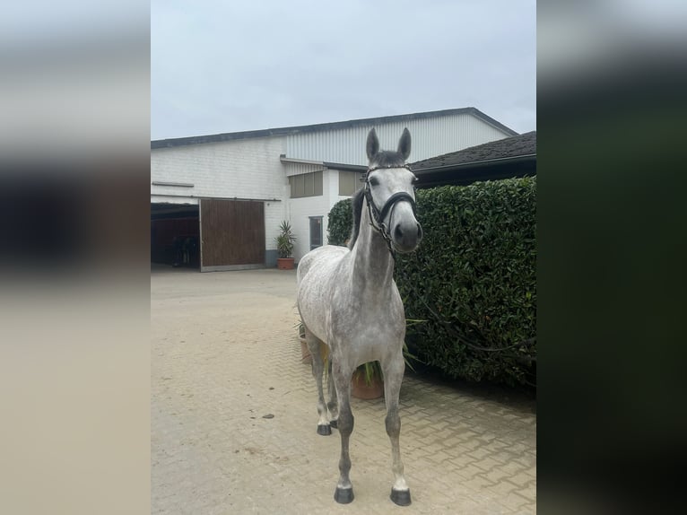 Koń holsztyński Klacz 5 lat 168 cm Siwa jabłkowita in Grevenbroich