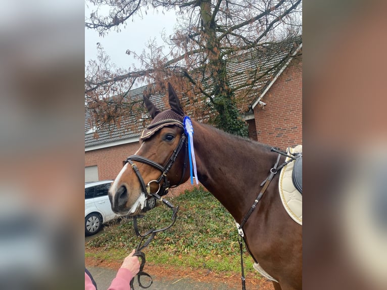 Koń holsztyński Klacz 5 lat 169 cm Gniada in Rheinbach