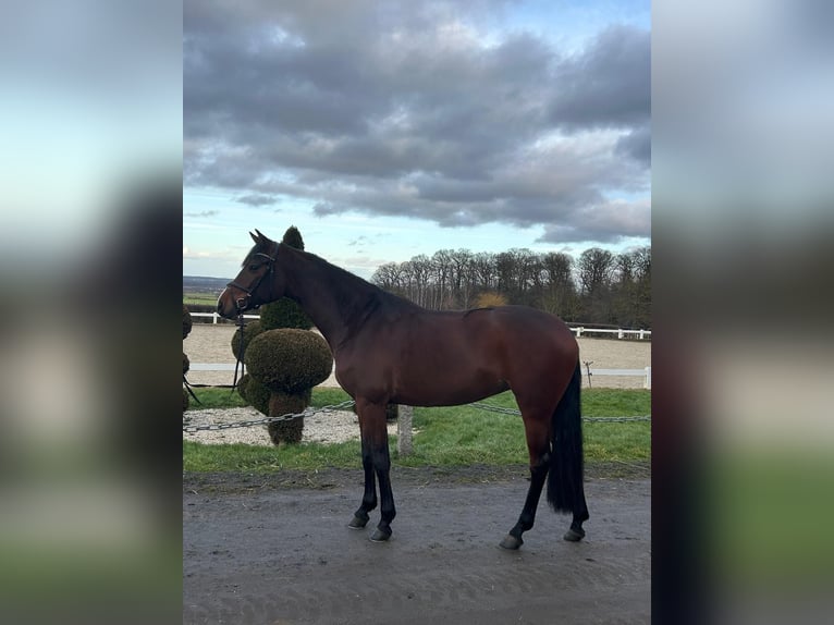 Koń holsztyński Klacz 5 lat 169 cm Gniada in Rheinbach