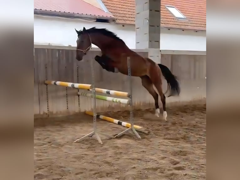 Koń holsztyński Klacz 5 lat 169 cm Gniada in Bodenrode-Westhausen