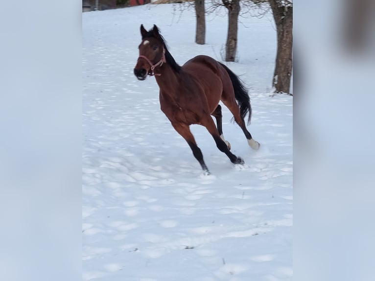 Koń holsztyński Klacz 5 lat 169 cm Gniada in Bodenrode-Westhausen