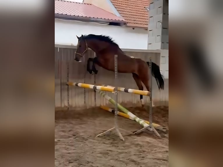 Koń holsztyński Klacz 5 lat 169 cm Gniada in Bodenrode-Westhausen