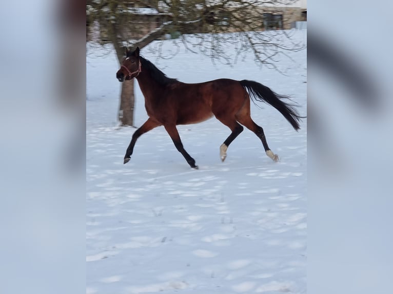 Koń holsztyński Klacz 5 lat 169 cm Gniada in Bodenrode-Westhausen