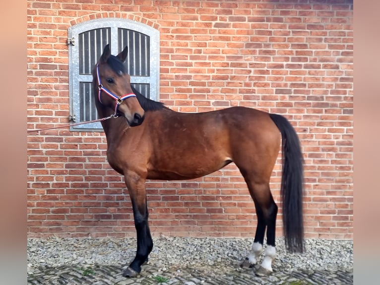Koń holsztyński Klacz 5 lat 169 cm Gniada in Bodenrode-Westhausen