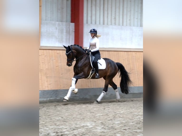 Koń holsztyński Klacz 5 lat 169 cm Skarogniada in Hohenfelde