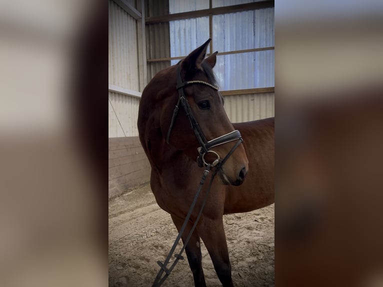 Koń holsztyński Klacz 5 lat 170 cm Ciemnogniada in Hoya