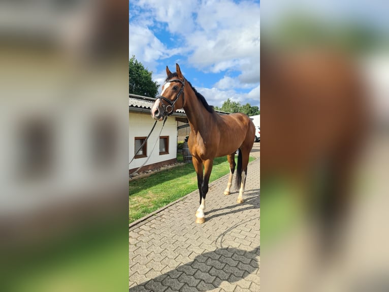 Koń holsztyński Klacz 5 lat 170 cm in Lebach