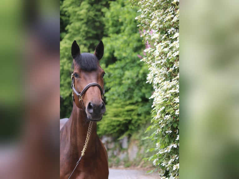 Koń holsztyński Klacz 5 lat 171 cm Gniada in Erharting