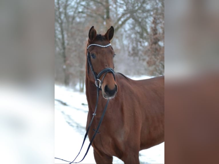 Koń holsztyński Klacz 5 lat 172 cm Gniada in Mannheim