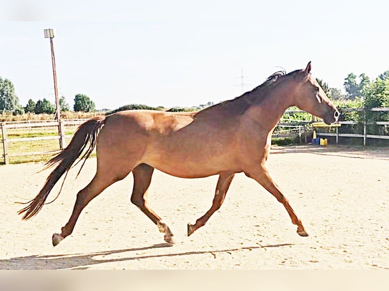 Koń holsztyński Klacz 5 lat 173 cm in Langenau