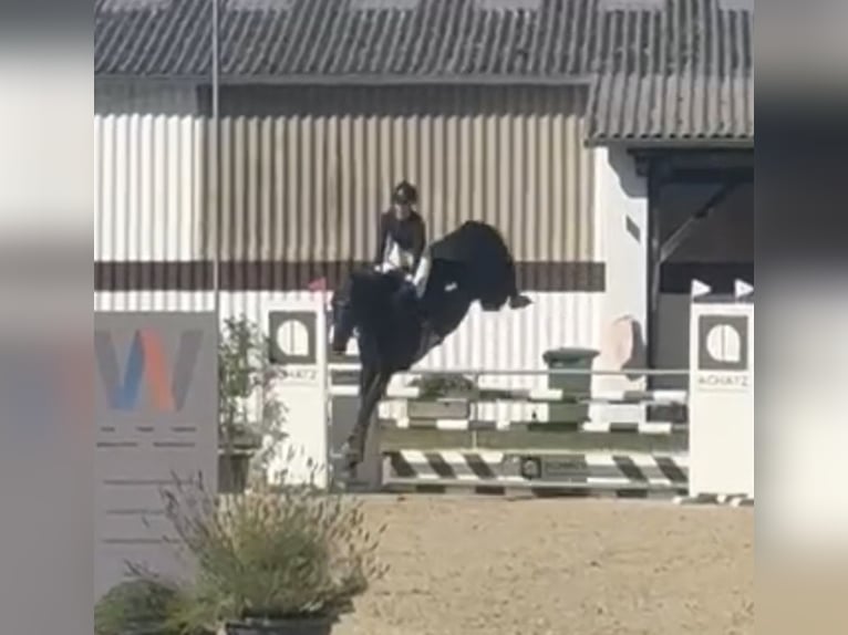 Koń holsztyński Klacz 5 lat 175 cm Kara in Bad Schönborn