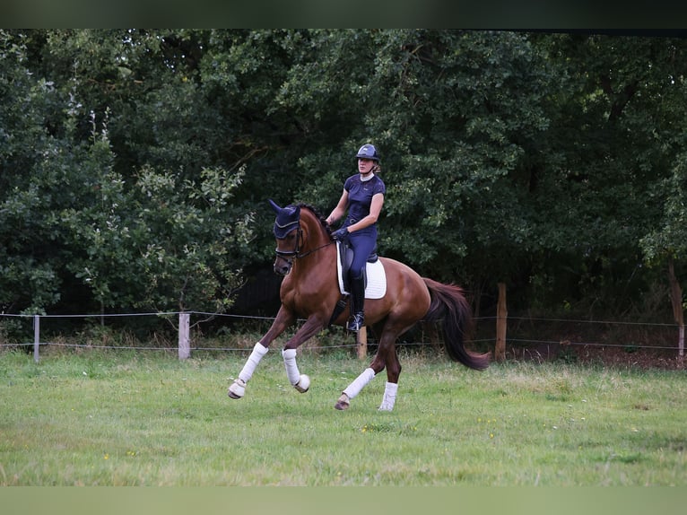 Koń holsztyński Klacz 5 lat 175 cm Kasztanowata in Weddingstedt