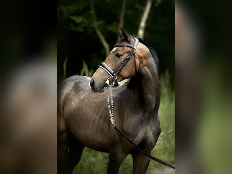 Koń holsztyński Klacz 6 lat 160 cm Siwa jabłkowita in Oltingen Koń holsztyński Klacz 6 lat 160 cm Siwa jabłkowita in Oltingen