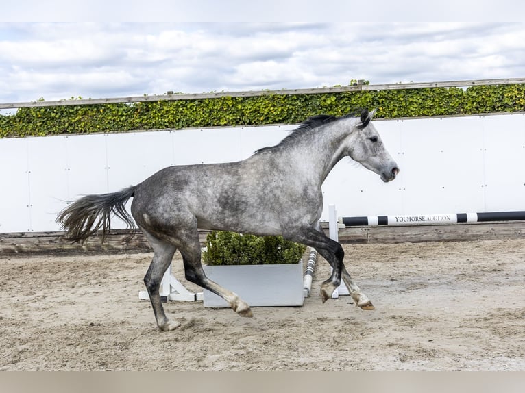 Koń holsztyński Klacz 6 lat 160 cm Siwa in Waddinxveen