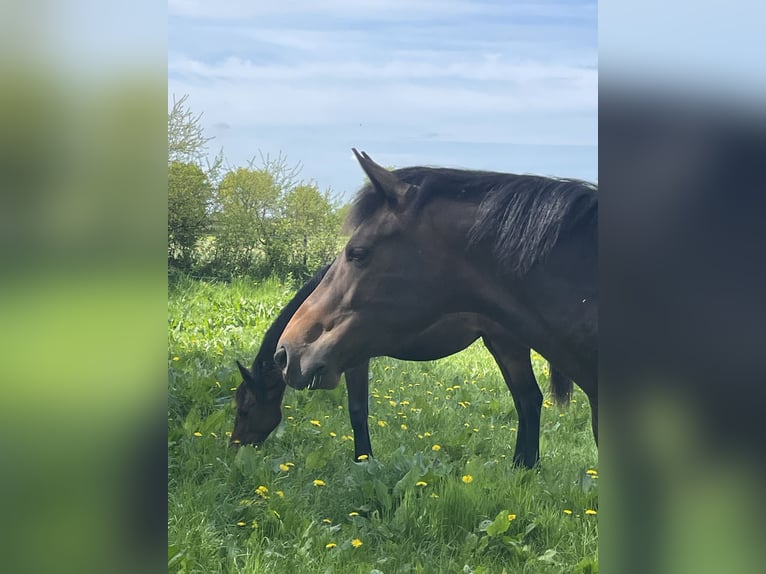 Koń holsztyński Klacz 6 lat 162 cm Ciemnogniada in Freienwill