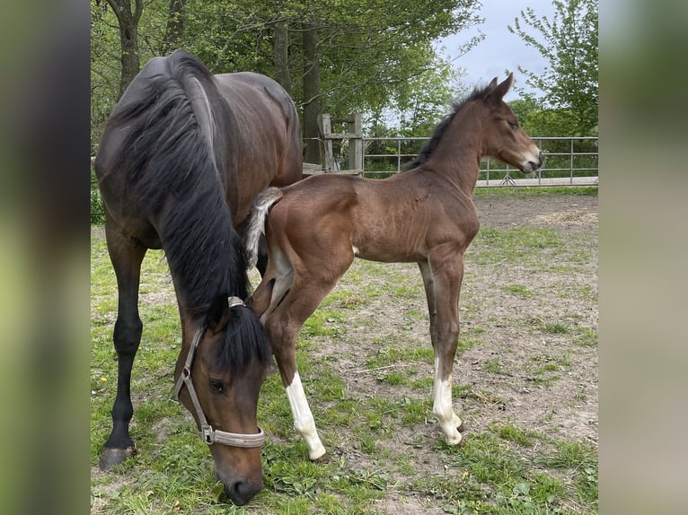 Koń holsztyński Klacz 6 lat 162 cm Ciemnogniada in Freienwill