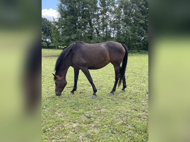 Koń holsztyński Klacz 6 lat 162 cm Ciemnogniada in Freienwill
