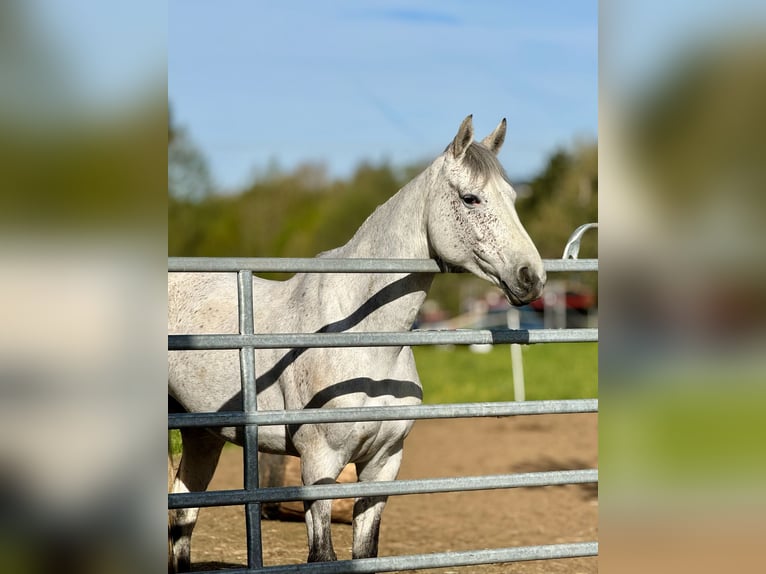 Koń holsztyński Klacz 6 lat 162 cm Siwa in Laubach