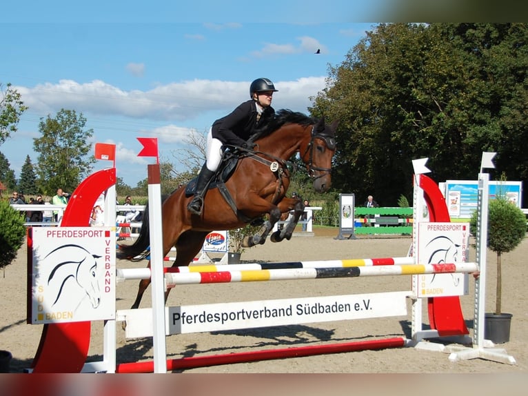 Koń holsztyński Klacz 6 lat 163 cm Gniada in Lörrach