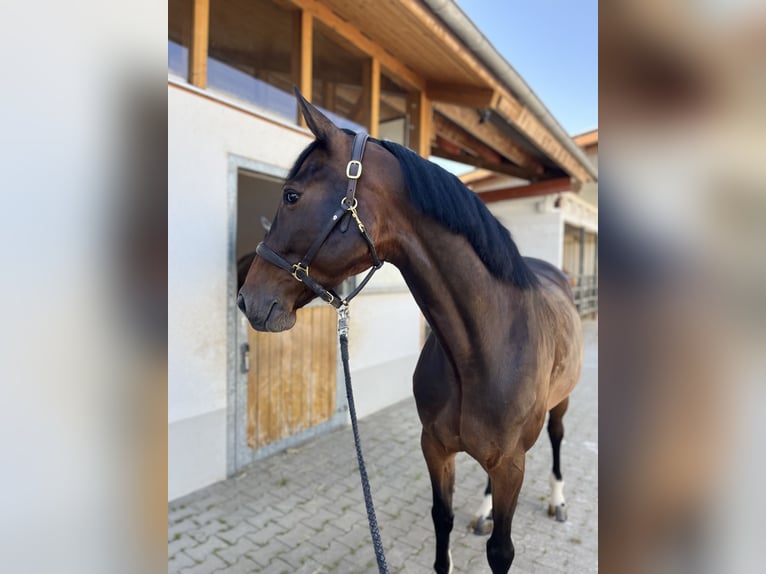 Koń holsztyński Klacz 6 lat 164 cm Ciemnogniada in Freiburg im Breisgau