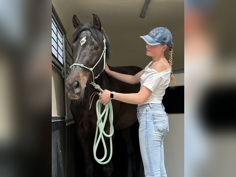 Koń holsztyński Mix Klacz 6 lat 164 cm Gniada in Achstetten